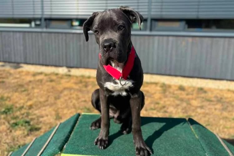 Groot, male puppy Cane Corso for adoption at Tierheim Dechanthof, Mistelbach