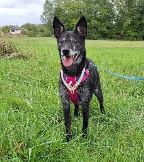 Gustav, male senior mixed breed for adoption at Tierheim Dechanthof, Mistelbach