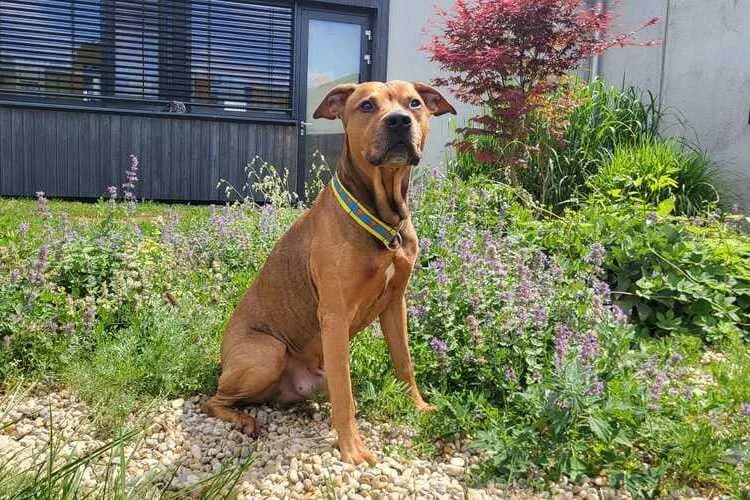 Hutch, male senior American Staffordshire Terrier for adoption at Tierheim Dechanthof, Mistelbach