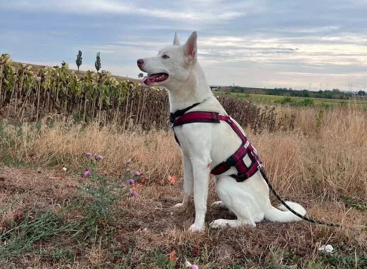 Idefix, male young Husky for adoption at Tierheim Dechanthof, Mistelbach