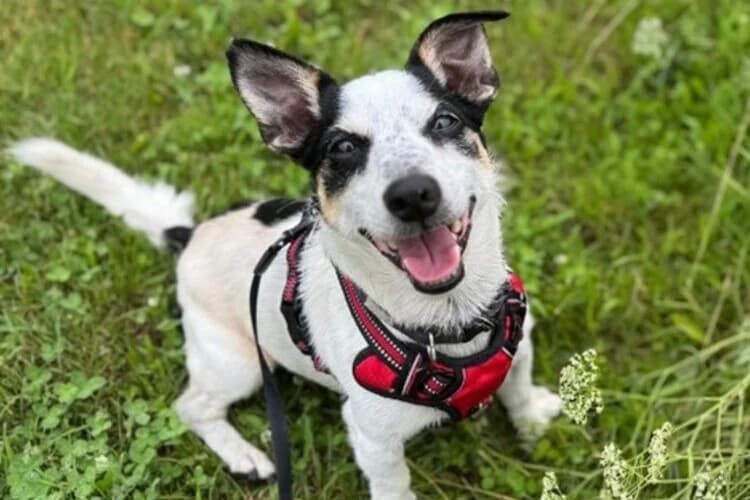 Jack, male senior mixed breed for adoption at Tierheim Dechanthof, Mistelbach