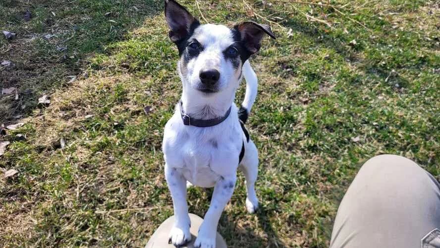 Jack, male Jack Russell Terrier for adoption at Tierheim Dechanthof, Dechanthof — photo 2 of 5