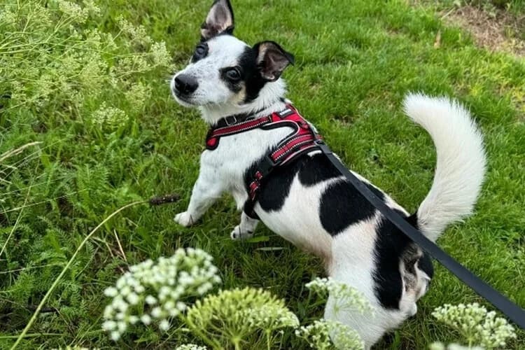 Jack, male Jack Russell Terrier for adoption at Tierheim Dechanthof, Dechanthof — photo 3 of 5