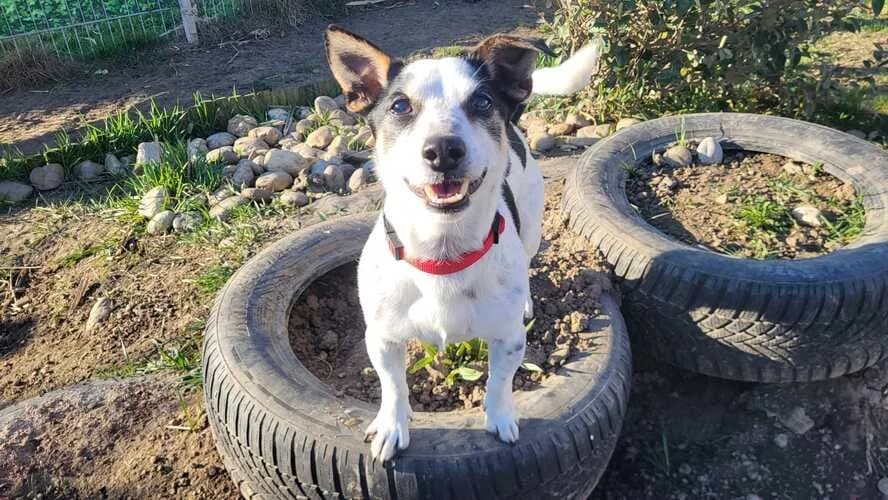 Jack, male Jack Russell Terrier for adoption at Tierheim Dechanthof, Dechanthof — photo 4 of 5