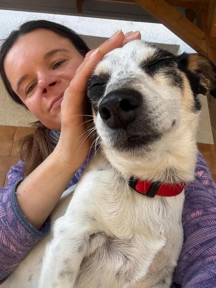 Jack, male Jack Russell Terrier for adoption at Tierheim Dechanthof, Dechanthof — photo 5 of 5