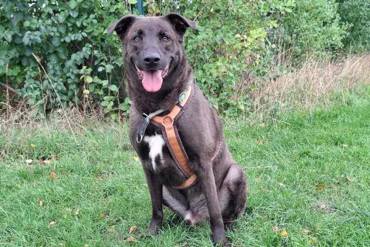 Jaden, male 6yo mixed breed for adoption at Tierheim Dechanthof, Mistelbach