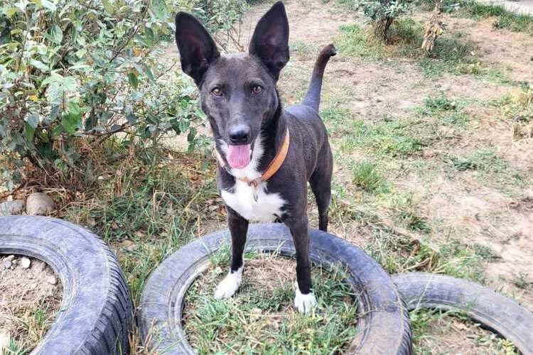Kimmy, female 7yo mixed breed for adoption at Tierheim Dechanthof, Mistelbach