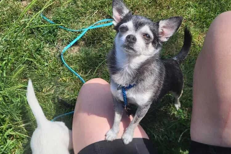 Kuko, male 7yo Mixed Breed for adoption at Tierheim Dechanthof, Mistelbach
