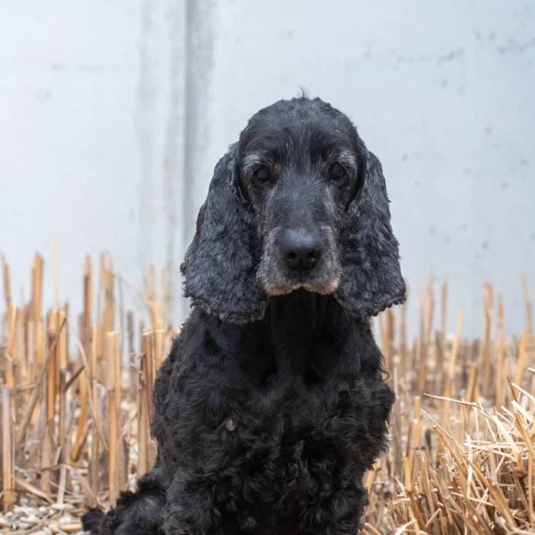 Lady, female senior mixed breed for adoption at Tierheim Dechanthof, Mistelbach