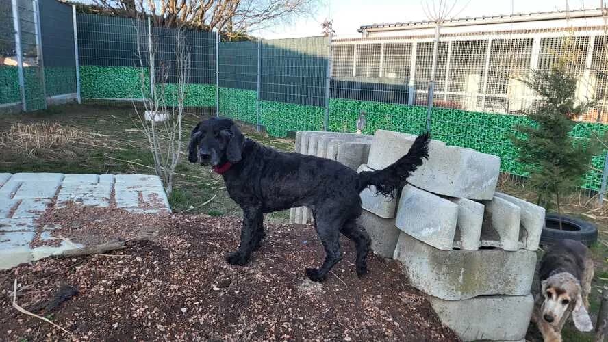 Lady, female Cocker Spaniel for adoption at Tierheim Dechanthof, Dechanthof — photo 2 of 4