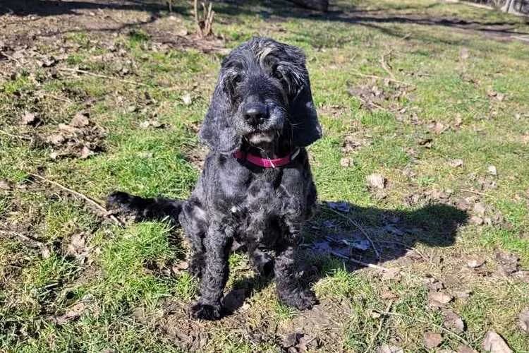 Lady, female Cocker Spaniel for adoption at Tierheim Dechanthof, Dechanthof — photo 3 of 4
