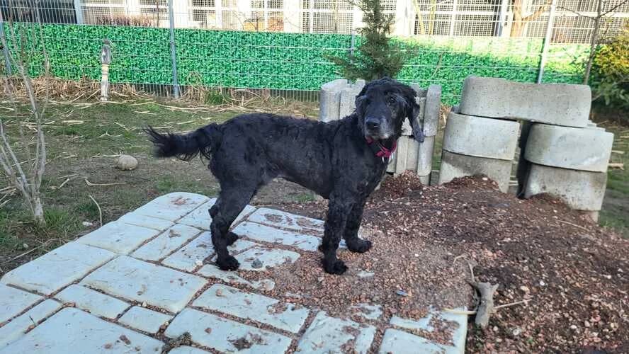Lady, female Cocker Spaniel for adoption at Tierheim Dechanthof, Dechanthof — photo 4 of 4