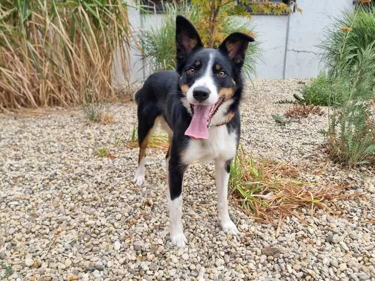 Lassi, female young Border Collie for adoption at Tierheim Dechanthof, Mistelbach