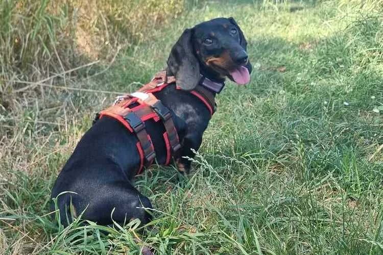 Lilie, female puppy Dachshund for adoption at Tierheim Dechanthof, Mistelbach