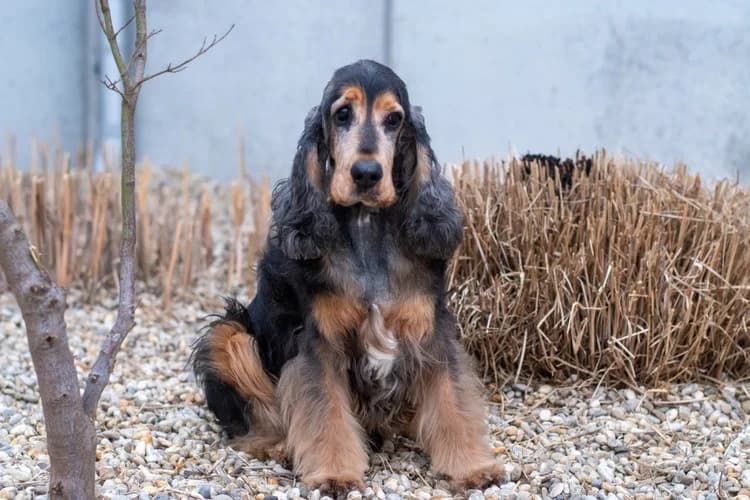 Lord, male Cocker Spaniel for adoption at Tierheim Dechanthof, Dechanthof