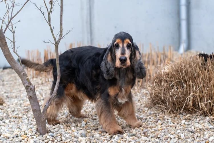 Lord, male Cocker Spaniel for adoption at Tierheim Dechanthof, Dechanthof — photo 2 of 3