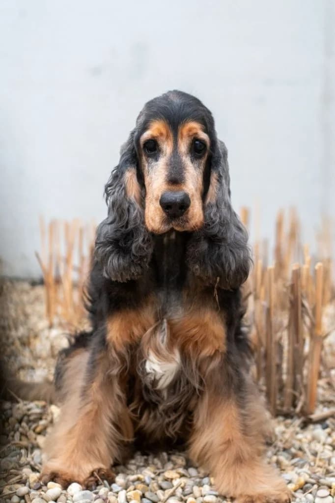 Lord, male Cocker Spaniel for adoption at Tierheim Dechanthof, Dechanthof — photo 3 of 3