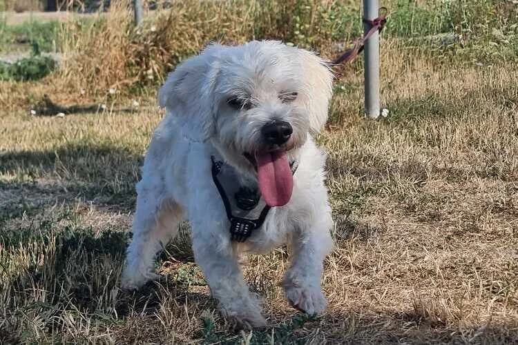 Lucky, male young Maltese for adoption at Tierheim Dechanthof, Mistelbach