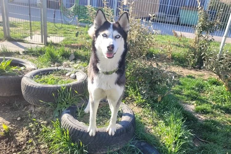 Lucy, female Husky for adoption at Tierheim Dechanthof, Dechanthof