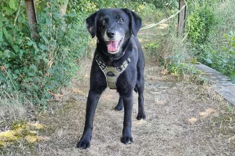 Luna (2), female senior Labrador Retriever for adoption at Tierheim Dechanthof, Mistelbach