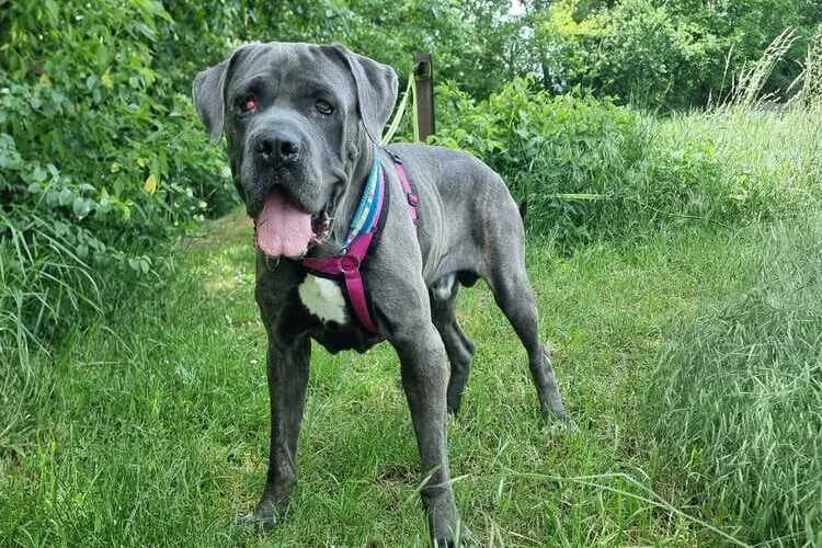 Madox, male 6yo Cane Corso for adoption at Tierheim Dechanthof, Mistelbach