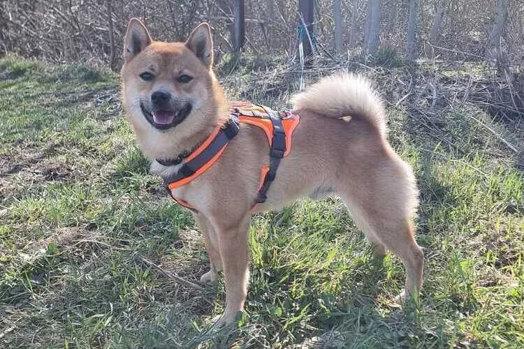 Matrix, male mixed breed for adoption at Tierheim Dechanthof, Dechanthof