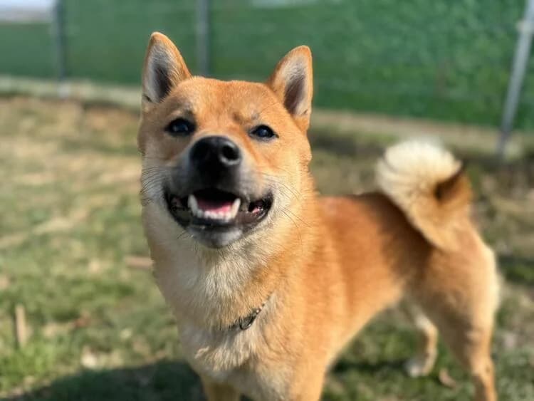 Matrix, male mixed breed for adoption at Tierheim Dechanthof, Dechanthof — photo 2 of 6