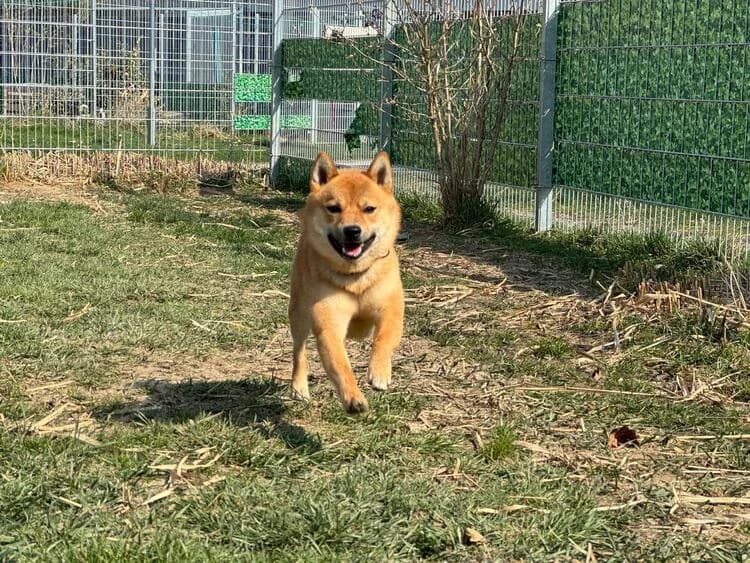 Matrix, male mixed breed for adoption at Tierheim Dechanthof, Dechanthof — photo 3 of 6