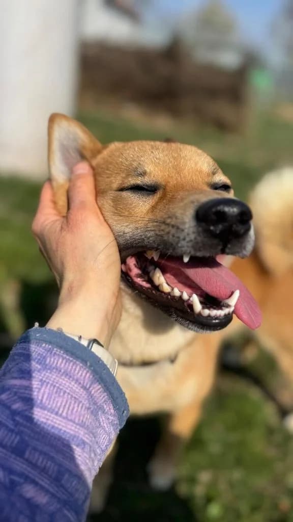 Matrix, male mixed breed for adoption at Tierheim Dechanthof, Dechanthof — photo 4 of 6