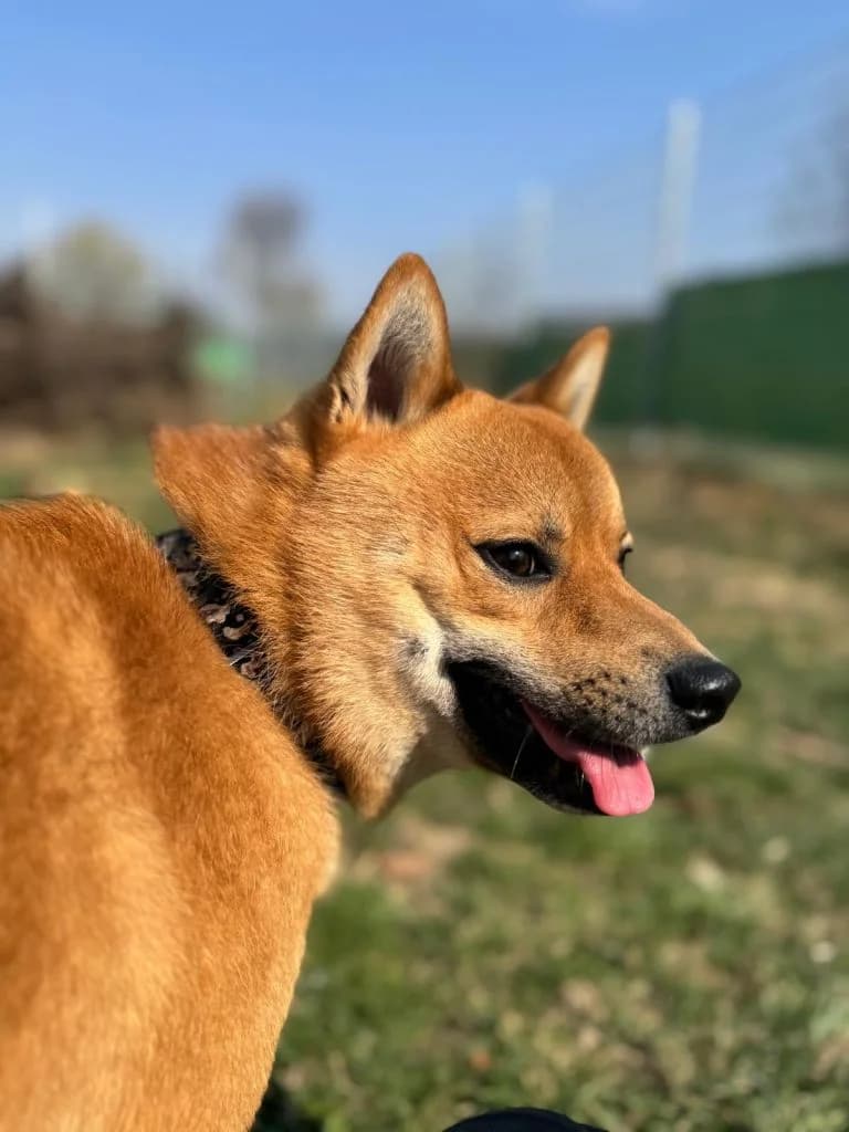 Matrix, male mixed breed for adoption at Tierheim Dechanthof, Dechanthof — photo 5 of 6