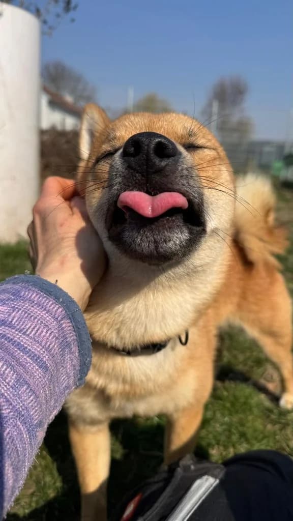 Matrix, male mixed breed for adoption at Tierheim Dechanthof, Dechanthof — photo 6 of 6