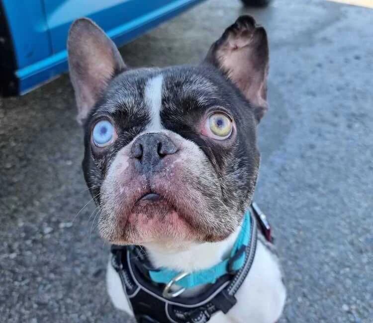 Merlin, male English Bulldog for adoption at Tierheim Dechanthof, Dechanthof