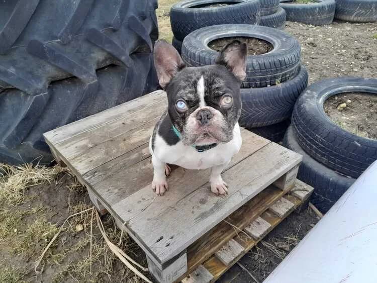 Merlin, male English Bulldog for adoption at Tierheim Dechanthof, Dechanthof — photo 2 of 4
