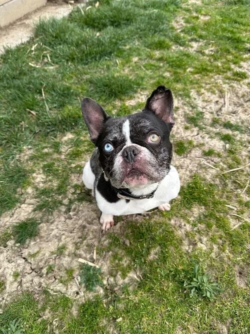 Merlin, male English Bulldog for adoption at Tierheim Dechanthof, Dechanthof — photo 3 of 4