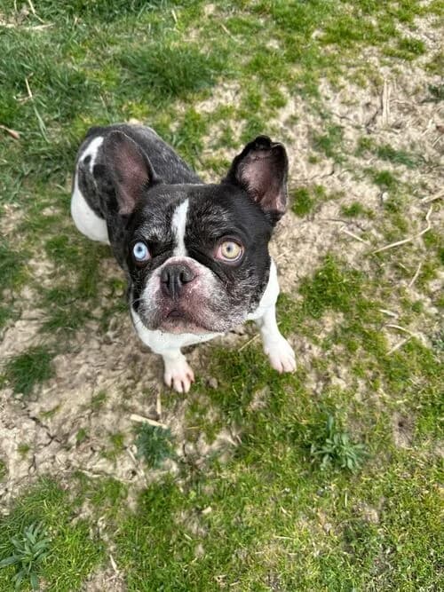 Merlin, male English Bulldog for adoption at Tierheim Dechanthof, Dechanthof — photo 4 of 4