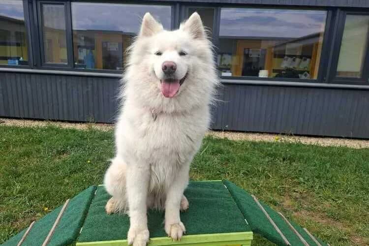 Nanuk, male 4yo Samoyed for adoption at Tierheim Dechanthof, Mistelbach