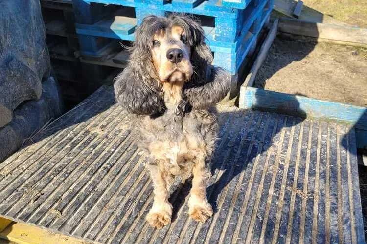 Nelly, female senior mixed breed for adoption at Tierheim Dechanthof, Mistelbach