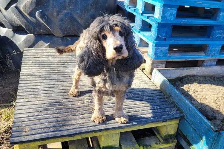 Nelly, female Cocker Spaniel for adoption at Tierheim Dechanthof, Dechanthof — photo 2 of 3