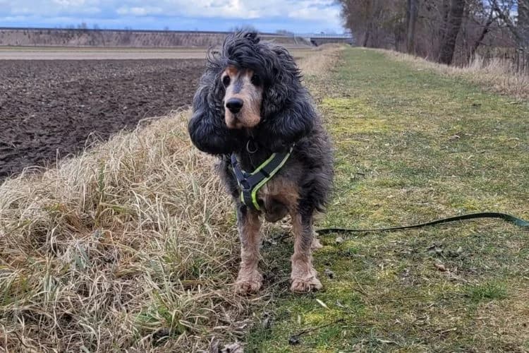 Nelly, female Cocker Spaniel for adoption at Tierheim Dechanthof, Dechanthof — photo 3 of 3
