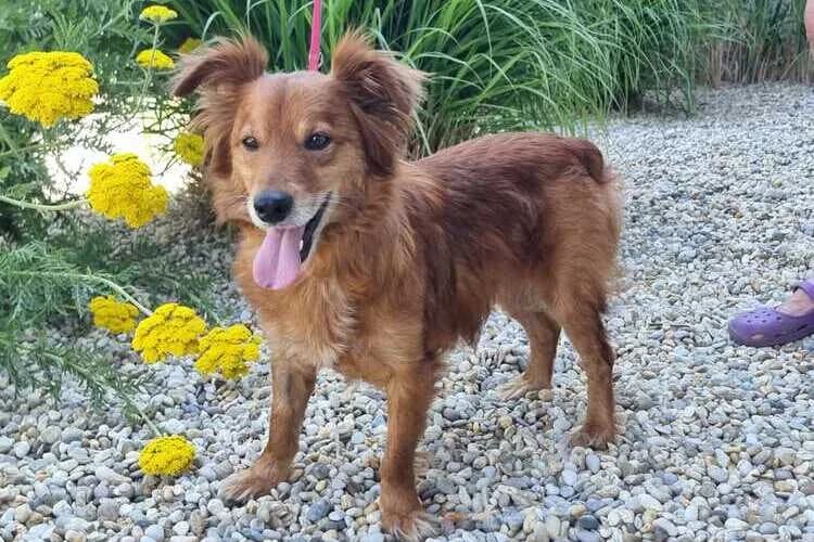 Oslo, male 5yo mixed breed for adoption at Tierheim Dechanthof, Mistelbach