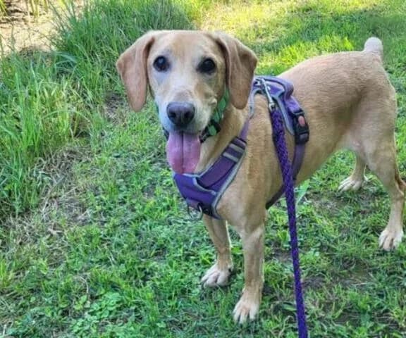 Rio, male mixed breed for adoption at Tierheim Dechanthof, Dechanthof