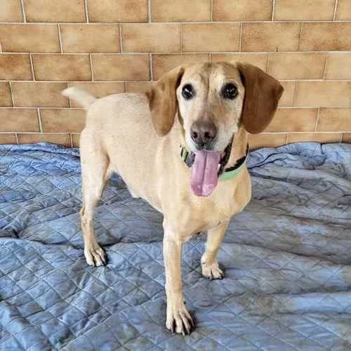 Rio, male mixed breed for adoption at Tierheim Dechanthof, Dechanthof — photo 2 of 6