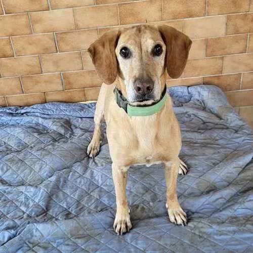 Rio, male mixed breed for adoption at Tierheim Dechanthof, Dechanthof — photo 3 of 6