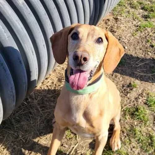 Rio, male mixed breed for adoption at Tierheim Dechanthof, Dechanthof — photo 4 of 6