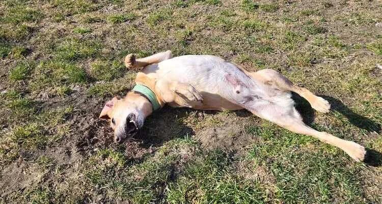 Rio, male mixed breed for adoption at Tierheim Dechanthof, Dechanthof — photo 5 of 6