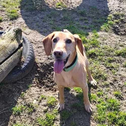 Rio, male mixed breed for adoption at Tierheim Dechanthof, Dechanthof — photo 6 of 6