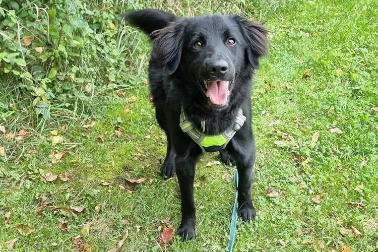 Rocky, male Border Collie for adoption at Tierheim Dechanthof, Dechanthof