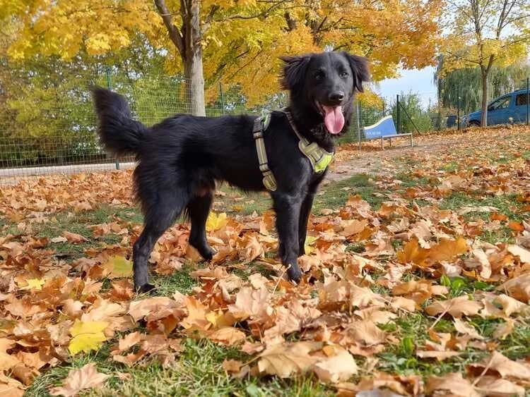 Rocky, male Border Collie for adoption at Tierheim Dechanthof, Dechanthof — photo 2 of 4