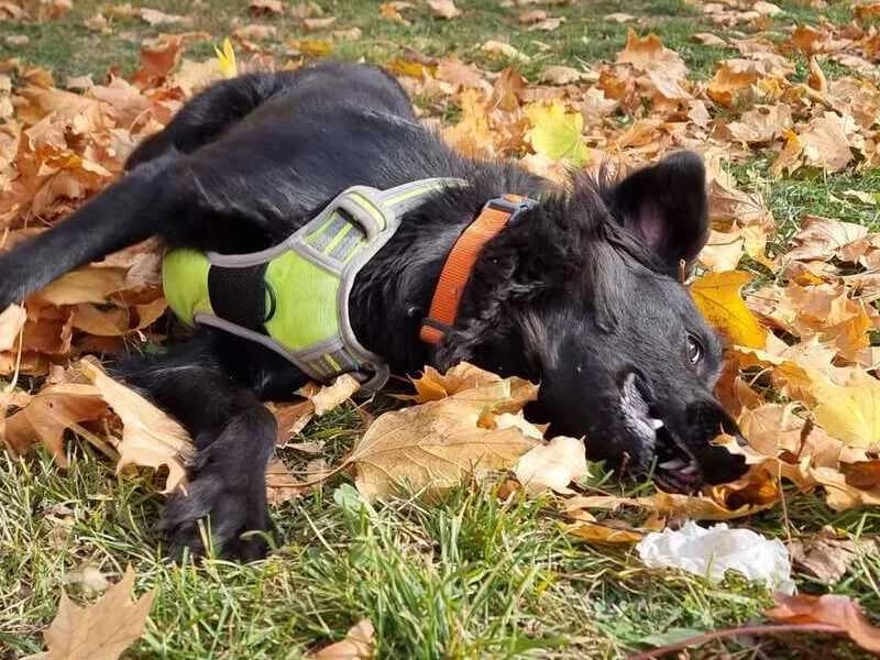 Rocky, male Border Collie for adoption at Tierheim Dechanthof, Dechanthof — photo 3 of 4