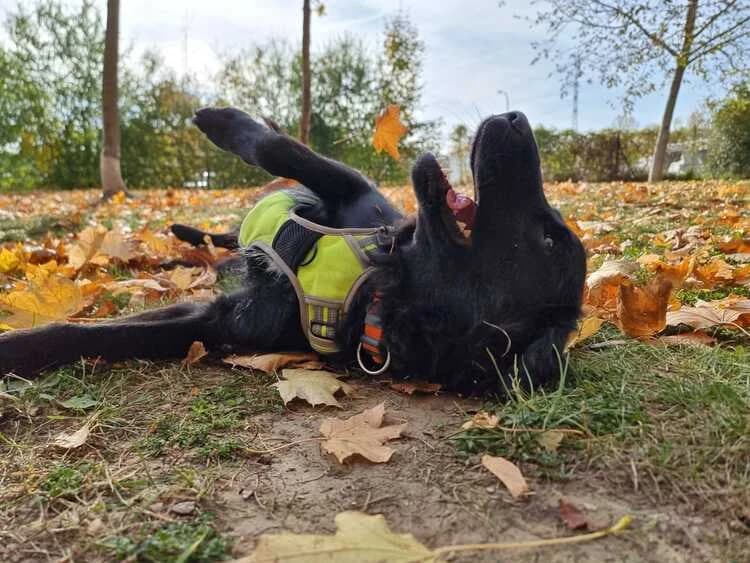 Rocky, male Border Collie for adoption at Tierheim Dechanthof, Dechanthof — photo 4 of 4